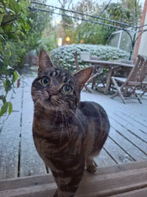 chatte reunited   92150 Suresnes Tosca