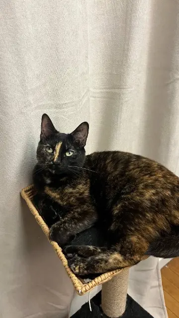 chatte reunited   92290 Châtenay-Malabry Truffe
