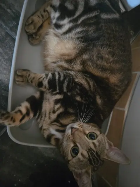 cat reunited   92700 Colombes Tsukki