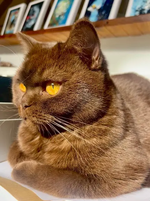 chatte reunited   92500 Rueil-Malmaison Zeline