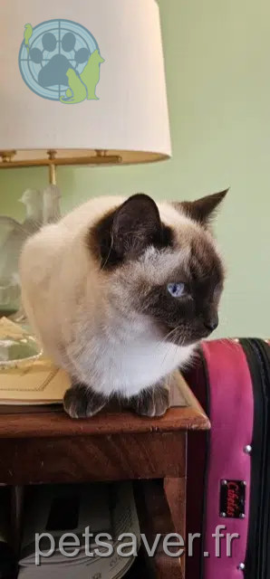 gatta reunited   92200 Neuilly-sur-Seine Zoé