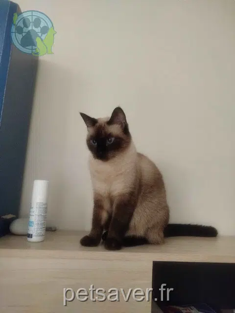 chatte reunited 92400 Courbevoie Éclipse