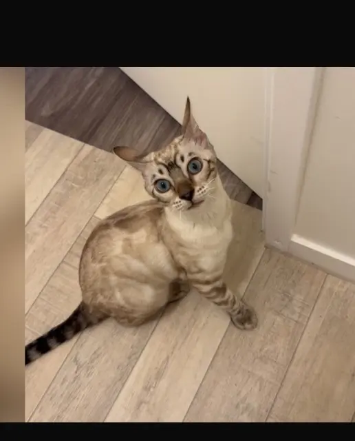 chatte reunited   93000 Bobigny Altesse