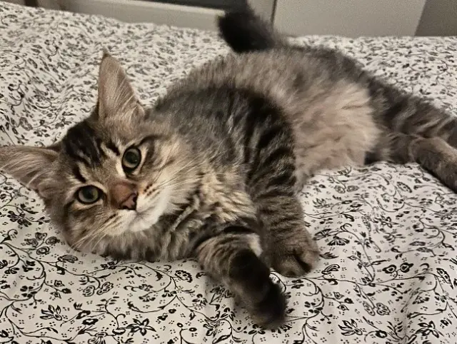 chatte reunited   93160 Noisy-le-Grand Anaë