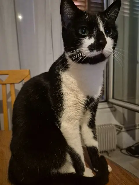 chatte reunited   93250 Villemomble Aruka