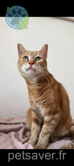 chatte reunited 93800 Épinay-sur-Seine Arwen