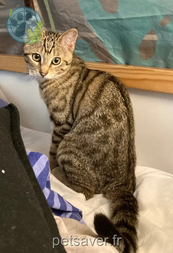 gata reunida Rue René Deschamps 93700 Drancy Bagheera gata reunited Rue René Deschamps 93700 Drancy Bagheera