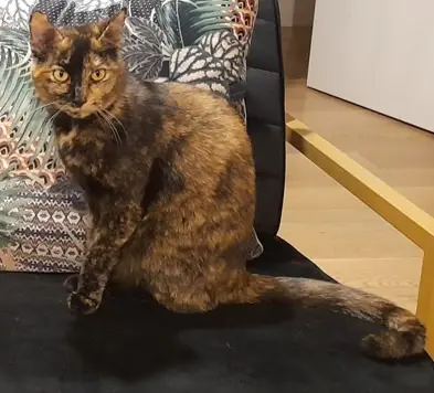 chatte reunited   93110 Rosny-sous-Bois BAYA
