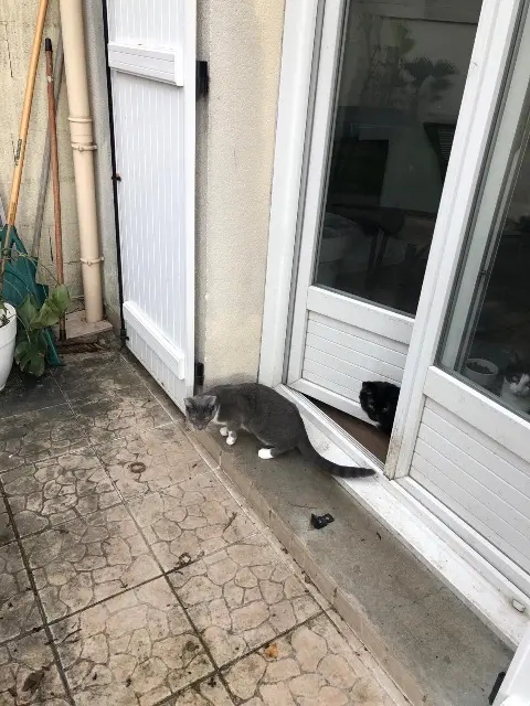 chatte reunited   93700 Drancy Bonnie