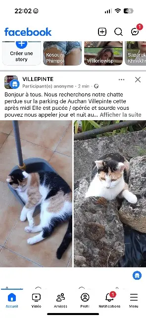 chatte reunited   93420 Villepinte Chipe