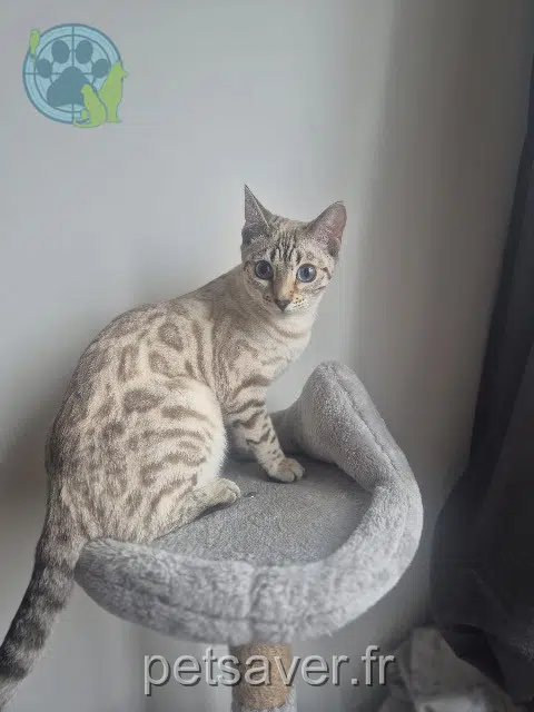 chatte reunited   93290 Tremblay-en-France Chiro