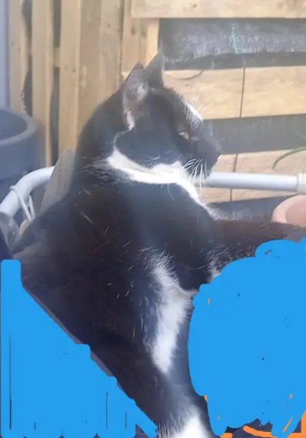 chatte reunited   93150 Le Blanc-Mesnil Choupette