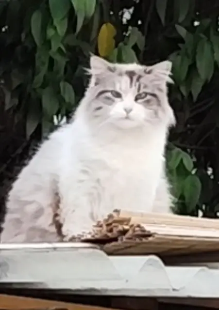 chatte reunited   93700 Drancy Crevet