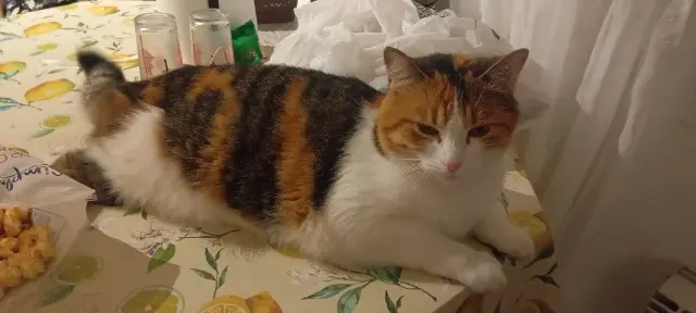 chatte reunited   93420 Villepinte Câline