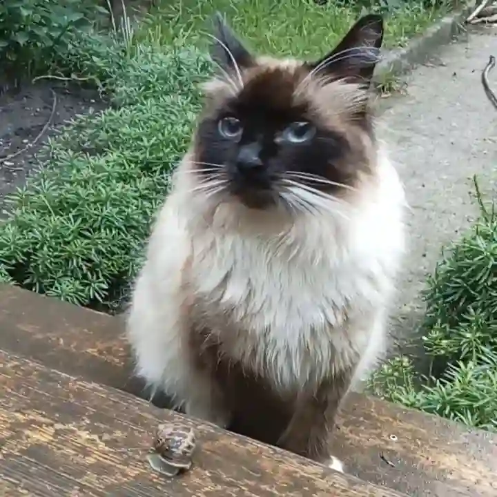 Chatte Trouvée 93 Seine-Saint-Denis - Diva Chatte Trouvée 93 Seine-Saint-Denis - Diva