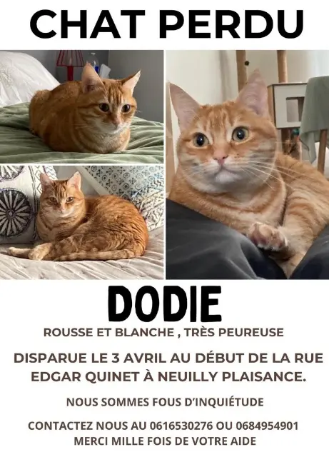 chatte reunited   93360 Neuilly-Plaisance Dodie