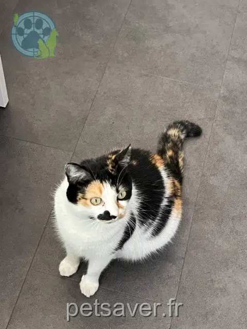 chatte reunited 93250 Villemomble Gaïa