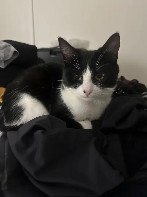 chatte reunited   93150 Le Blanc-Mesnil Joujou