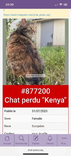 chatte reunited   93330 Neuilly-sur-Marne Kenya