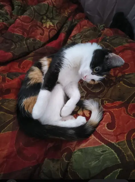 chatte reunited   93220 Gagny Kimmy