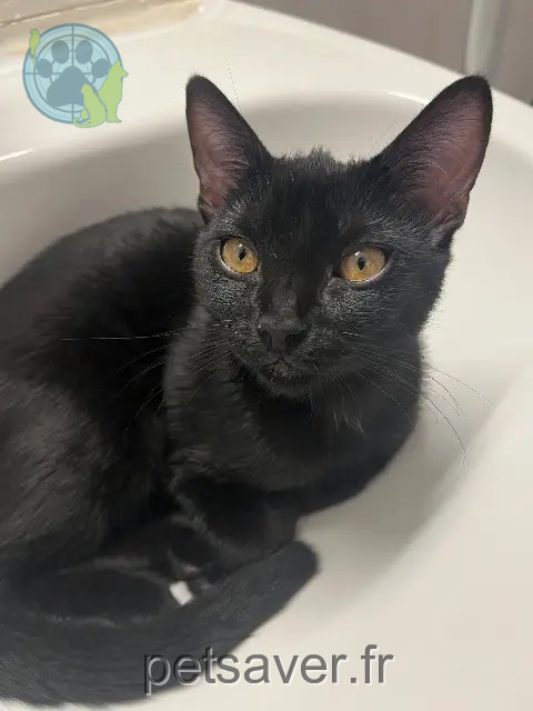 chatte reunited   93390 Clichy-sous-Bois Kito