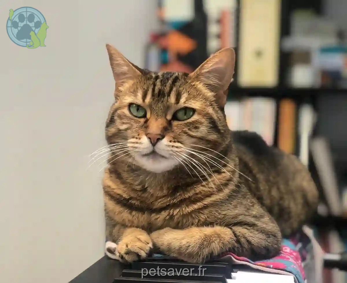 Chatte Perdue 93 Seine-Saint-Denis - Leeloo Chatte Perdue 93 Seine-Saint-Denis - Leeloo