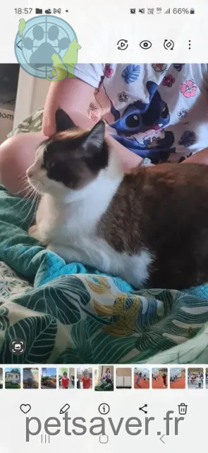 chatte reunited 93160 Noisy-le-Grand Luna
