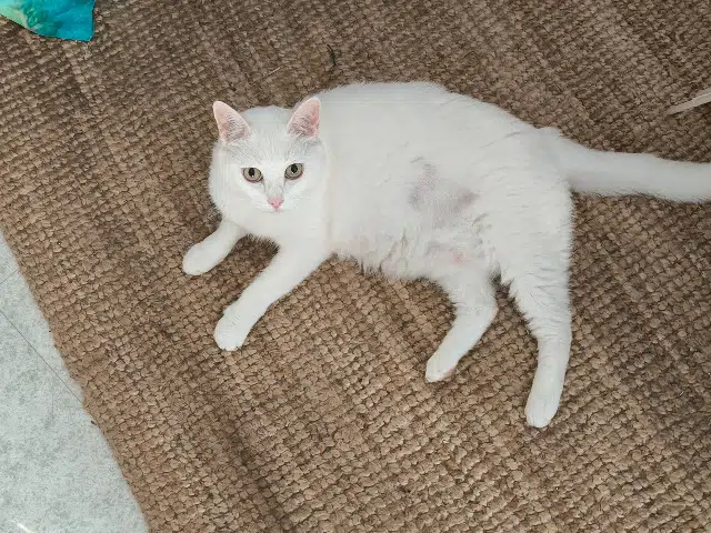 chatte reunited   93170 Bagnolet Léa