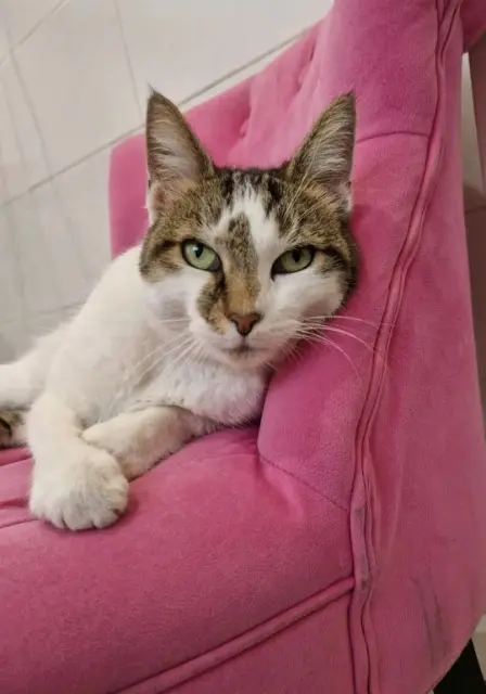 chatte reunited   93420 Villepinte Marie