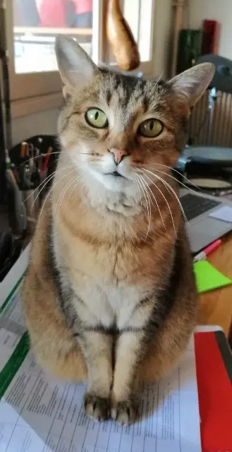 chatte reunited   93110 Rosny-sous-Bois Maya