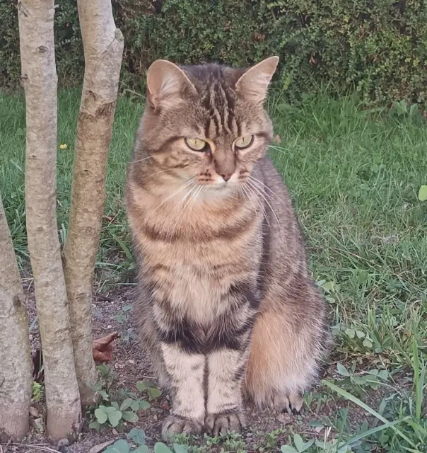 chatte reunited   93270 Sevran Mia