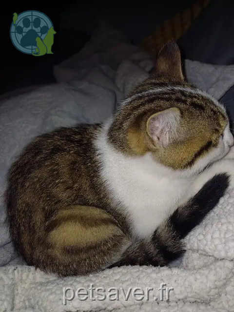chatte reunited   93420 Villepinte Minou
