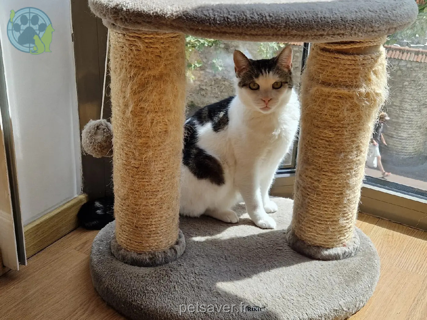 Chatte Trouvée 93 Seine-Saint-Denis Montreuil Chatte Trouvée 93 Seine-Saint-Denis Montreuil
