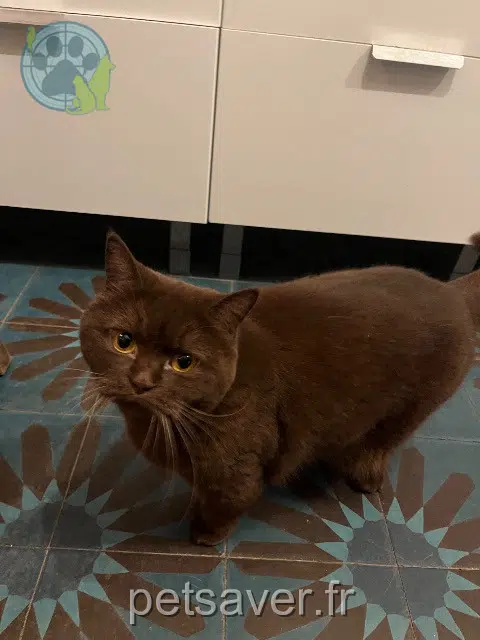 chatte reunited   93100 Montreuil Cannelle