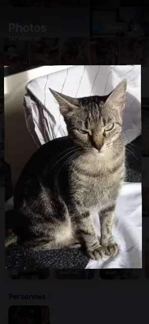 chatte reunited   93100 Montreuil Mia