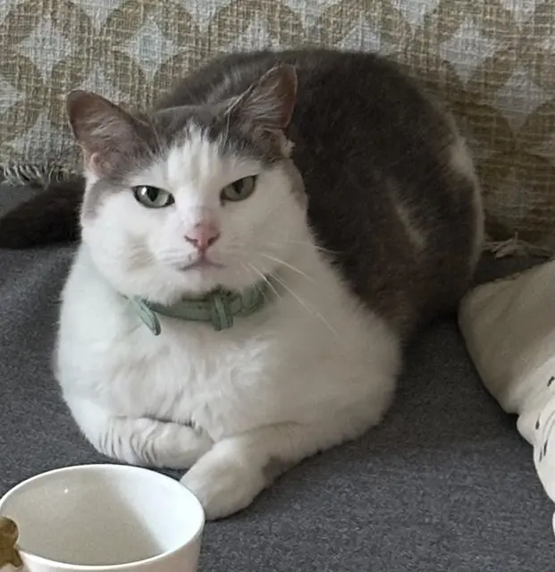 chatte reunited   93100 Montreuil Nymeria