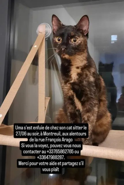 chatte reunited   93100 Montreuil Uma
