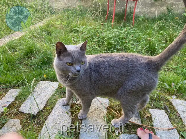 chatte reunited   93100 Montreuil Velvet