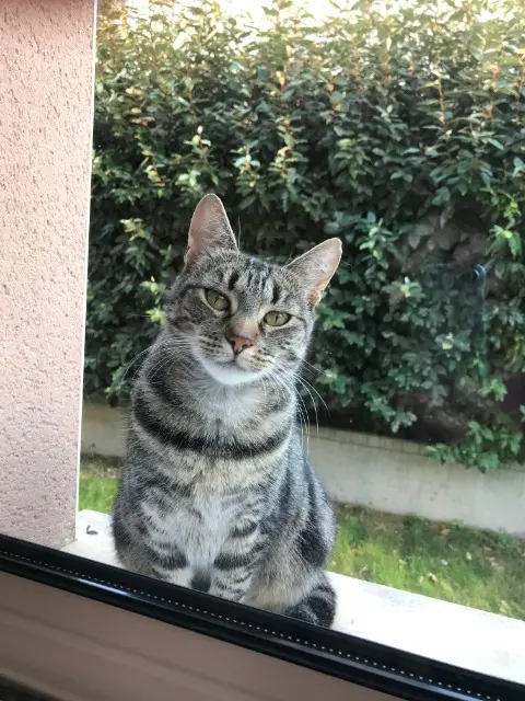 chatte reunited   93360 Neuilly-Plaisance Mouette