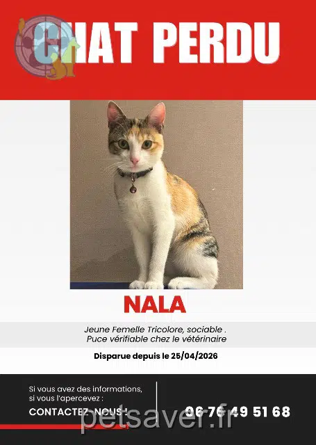 chatte reunited   93600 Aulnay-sous-Bois Nala