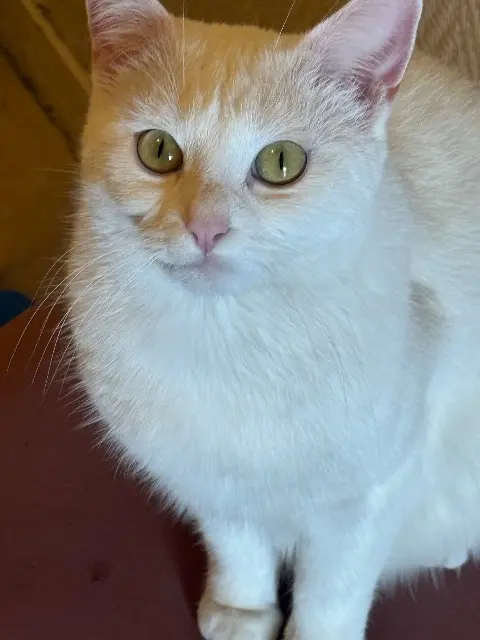 chatte reunited   93240 Stains Nikita