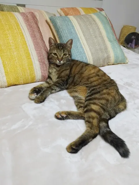 chatte reunited   93190 Livry-Gargan Plume