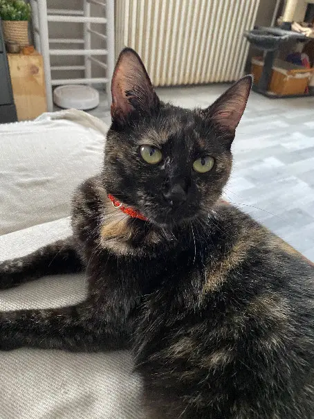 Chatte Perdue 93 Seine-Saint-Denis - Praline Chatte Perdue 93 Seine-Saint-Denis - Praline