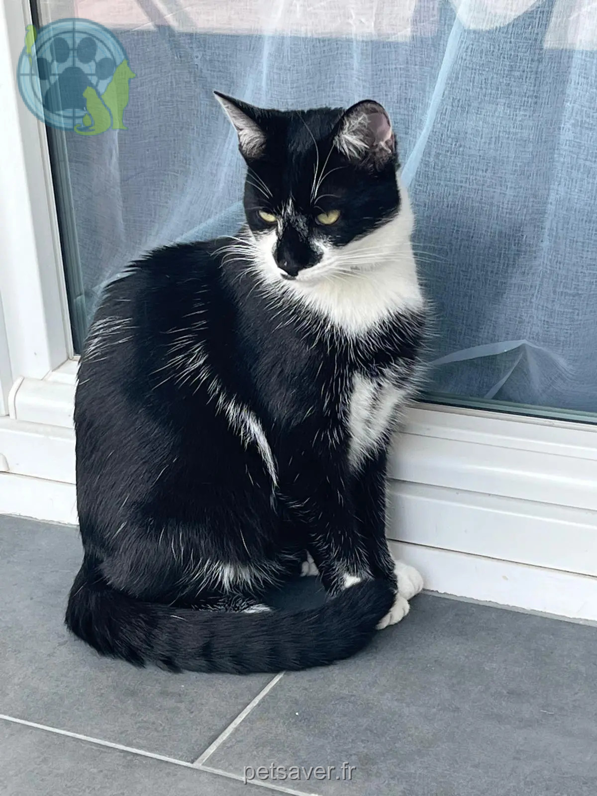chatte retrouvée Avenue Émile Zola 93290 Tremblay-en-France Princesse chatte reunited Avenue Émile Zola 93290 Tremblay-en-France Princesse