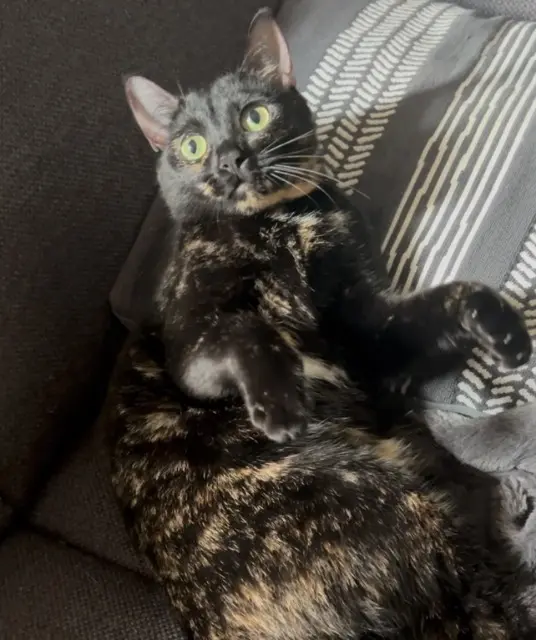 chatte reunited    Saint-Denis Aster