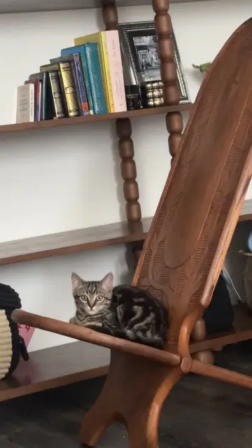 chatte reunited    Saint-Denis Baghera