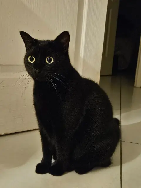 chatte reunited    Saint-Denis Elqui