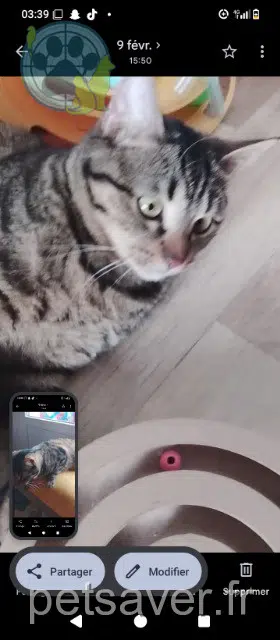 chatte reunited Saint-Denis Loudmila