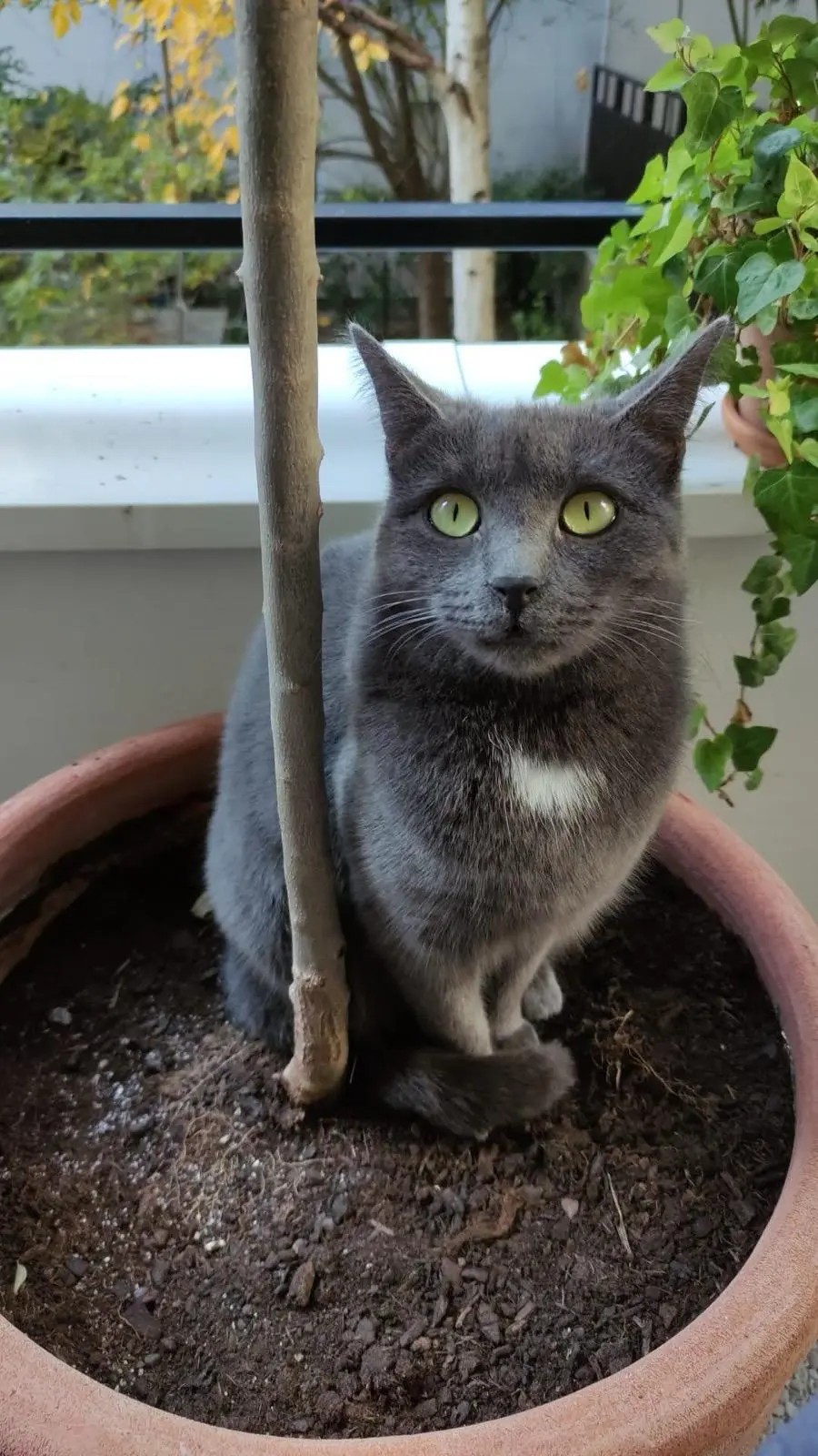 Chatte Perdue 93 Seine-Saint-Denis Saint-Denis - Sacha Chatte Perdue 93 Seine-Saint-Denis Saint-Denis - Sacha