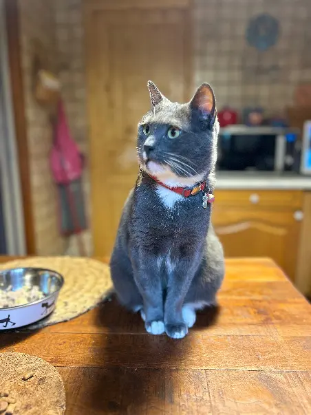 Chatte Perdue 93 Seine-Saint-Denis - Schana Chatte Perdue 93 Seine-Saint-Denis - Schana